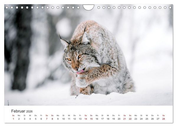 Produktbild: British Columbia - Faszination Kanada (Wandkalender 2026 DIN A4 quer), CALVENDO Monatskalender