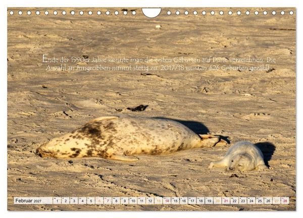 Produktbild: Kegelrobben auf der Insel D&uuml;ne (Wandkalender 2027 DIN A4 quer), CALVENDO Monatskalender