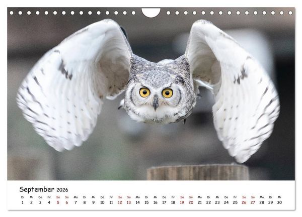 Produktbild: Eulen 2026 (Wandkalender 2026 DIN A4 quer), CALVENDO Monatskalender