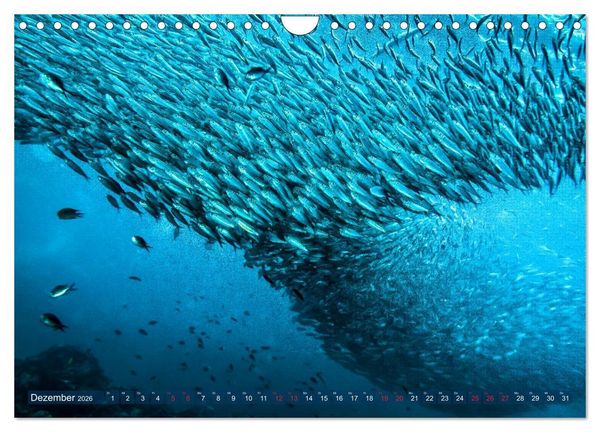 Produktbild: Wunderwelt Unterwasser (Wandkalender 2026 DIN A4 quer), CALVENDO Monatskalender