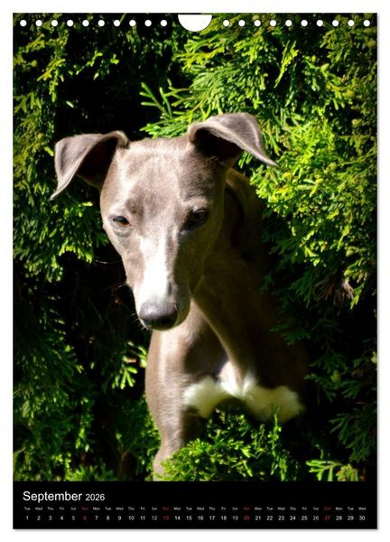 Produktbild: Beautiful Whippets (Wall Calendar 2026 DIN A4 portrait), CALVENDO 12 Month Wall Calendar