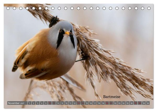 Produktbild: Vogelfotografie aus dem Norden (Tischkalender 2027 DIN A5 quer), CALVENDO Monatskalender