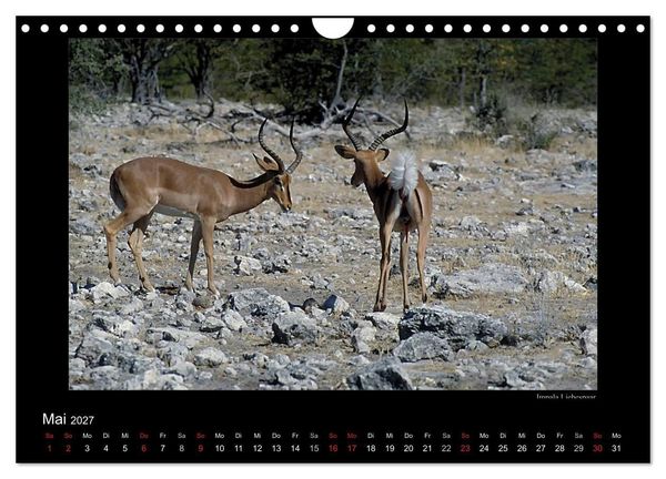 Produktbild: Wildtiere im Etosha Nationalpark (Wandkalender 2027 DIN A4 quer), CALVENDO Monatskalender