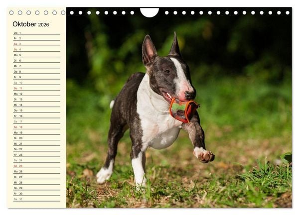 Produktbild: Bullterrier (Wandkalender 2026 DIN A4 quer), CALVENDO Monatskalender