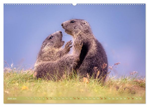 Produktbild: Tiere der Alpen - Murmeltier-Kinder (hochwertiger Premium Wandkalender 2026 DIN A2 quer), Kunstdruck in Hochglanz