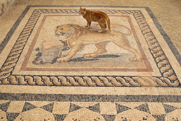 Produktbild: Cats Of Ephesos