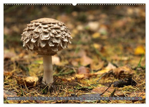 Produktbild: PILZE IM WALD (hochwertiger Premium Wandkalender 2026 DIN A2 quer), Kunstdruck in Hochglanz