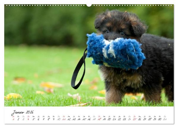 Produktbild: Deutscher Sch&auml;ferhund - Welpen / CH-Version (hochwertiger Premium Wandkalender 2026 DIN A2 quer), Kunstdruck in Hochglanz