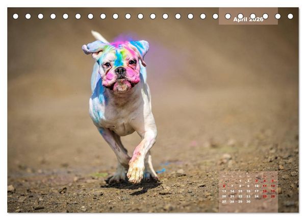 Produktbild: Typisch Boxer (Tischkalender 2026 DIN A5 quer), CALVENDO Monatskalender