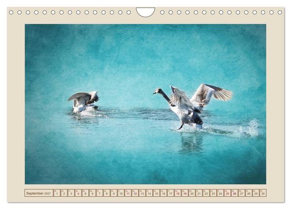 Produktbild: V&ouml;gel am Chemnitzer Schlossteich (Wandkalender 2027 DIN A4 quer), CALVENDO Monatskalender