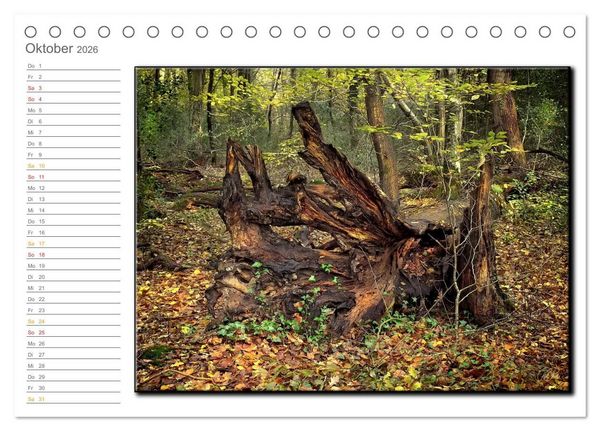 Produktbild: Der Neuenburger Urwald (Tischkalender 2026 DIN A5 quer), CALVENDO Monatskalender