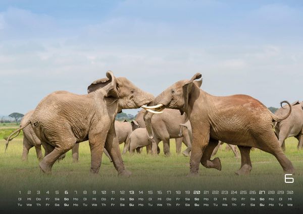 Produktbild: Elefanten - einzigartige Giganten - 2027 - Kalender DIN A2
