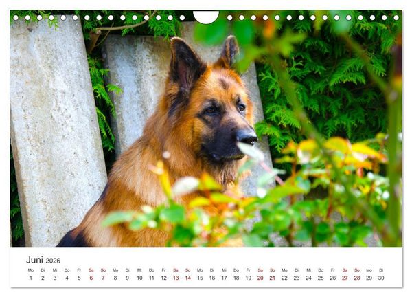 Produktbild: Sch&auml;ferhunde - Die gutm&uuml;tigen Wegbegleiter. (Wandkalender 2026 DIN A4 quer), CALVENDO Monatskalender