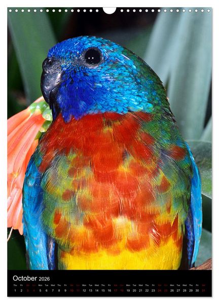 Produktbild: Fascinating parrots from all over the world (Wall Calendar 2026 DIN A3 portrait), CALVENDO 12 Month Wall Calendar