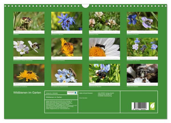 Produktbild: Wildbienen im Garten (Wandkalender 2026 DIN A3 quer), CALVENDO Monatskalender