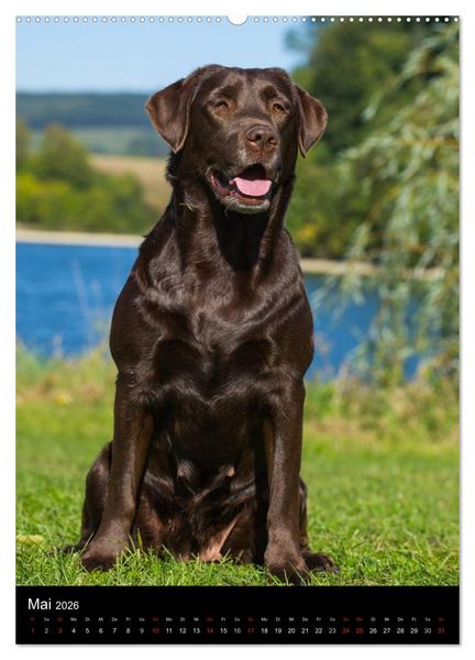 Produktbild: Faszination Labrador Retriever (hochwertiger Premium Wandkalender 2026 DIN A2 hoch), Kunstdruck in Hochglanz