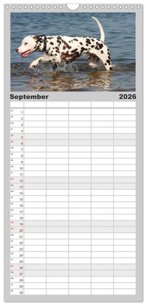 Produktbild: Familienplaner 2026 - Gefleckte Freunde - Hunderasse Dalmatiner mit 5 Spalten (Wandkalender, 21 x 45 cm) CALVENDO