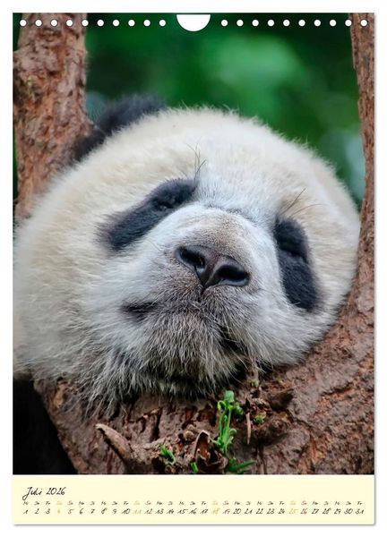 Produktbild: Riesenpanda (Wandkalender 2026 DIN A4 hoch), CALVENDO Monatskalender