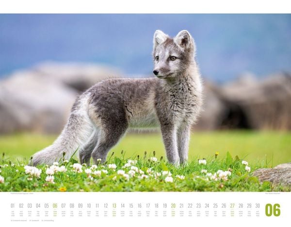 Produktbild: Tierwelt Skandinavien Kalender 2027