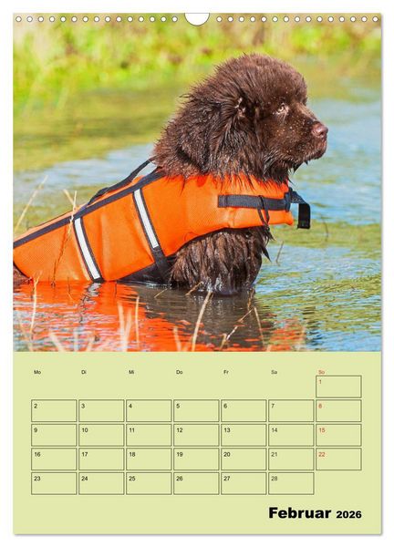 Produktbild: B&auml;rige Freunde - Familienplaner Brauner Neufundl&auml;nder (Wandkalender 2026 DIN A3 hoch), CALVENDO Monatskalender