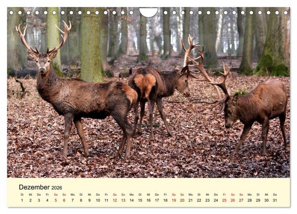 Produktbild: Der Rothirsch - Der K&ouml;nig in unseren W&auml;ldern (Wandkalender 2026 DIN A4 quer), CALVENDO Monatskalender