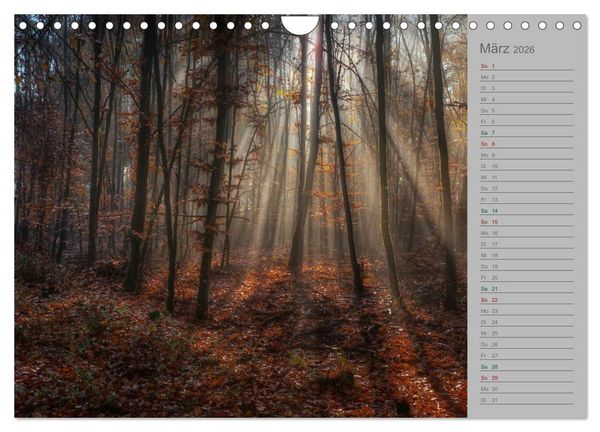 Produktbild: Planungskalender M&auml;rchenwald 2026 (Wandkalender 2026 DIN A4 quer), CALVENDO Monatskalender