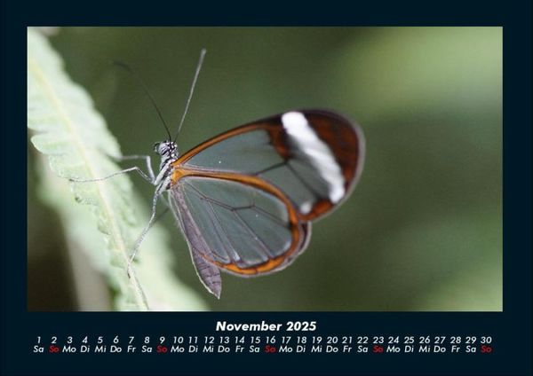 Produktbild: Bunte Pracht der Schmetterlinge 2025 Fotokalender DIN A4
