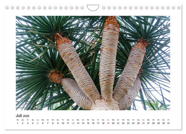 Produktbild: Kakteen und Sukkulenten (Wandkalender 2026 DIN A4 quer), CALVENDO Monatskalender