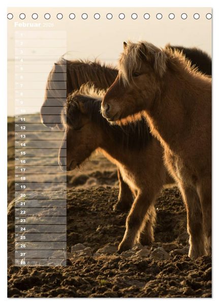 Produktbild: Mein ISLANDPFERDE Planer - Geburtstage, Hof-Feste, Turniere (Tischkalender 2026 DIN A5 hoch), CALVENDO Monatskalender