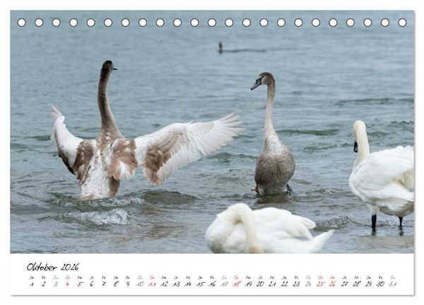 Produktbild: Vom K&uuml;ken zum Schwan (Tischkalender 2026 DIN A5 quer), CALVENDO Monatskalender
