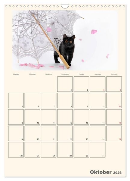 Produktbild: Schmusige Britisch Kurzhaar (Wandkalender 2026 DIN A3 hoch), CALVENDO Monatskalender
