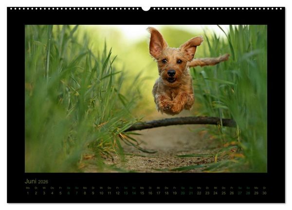 Produktbild: Elli Pirelli... aus dem Leben eines fr&ouml;hlichen Pinscher-Dackel-M&auml;dels (Wandkalender 2026 DIN A2 quer), CALVENDO Monatskalender