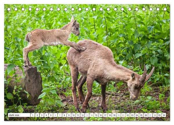 Produktbild: Steinb&ouml;cke - imposante Tiere (Tischkalender 2026 DIN A5 quer), CALVENDO Monatskalender