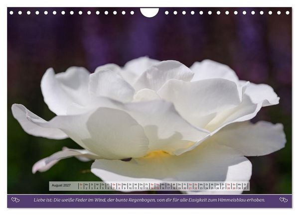 Produktbild: Rosen, Liebe ist (Wandkalender 2027 DIN A4 quer), CALVENDO Monatskalender
