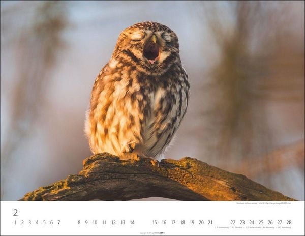 Produktbild: Eulen Kalender 2027