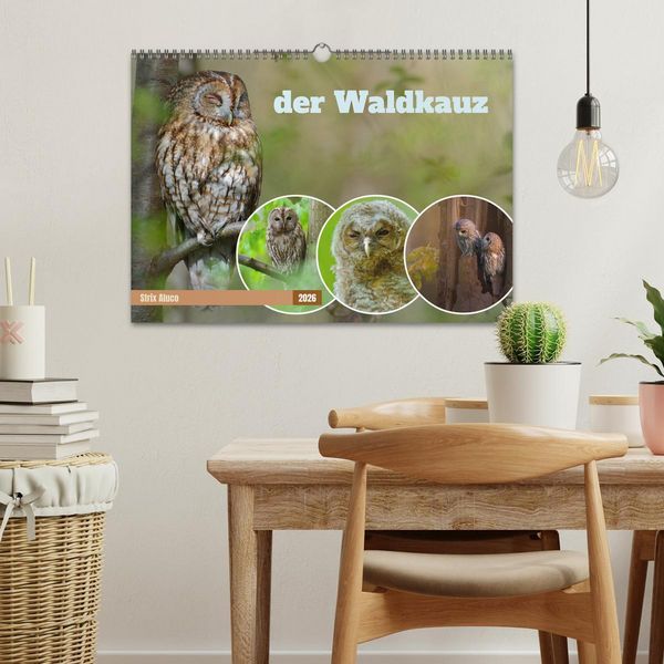 Produktbild: der Waldkauz - Strix Aluco (Wandkalender 2026 DIN A3 quer), CALVENDO Monatskalender