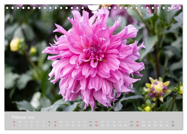 Produktbild: Dahlien - Prachtvolle Bl&uuml;ten des Sp&auml;tsommers (Wandkalender 2026 DIN A4 quer), CALVENDO Monatskalender