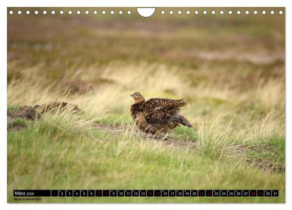 Produktbild: Traumhafte Yorkshire Dales (Wandkalender 2026 DIN A4 quer), CALVENDO Monatskalender