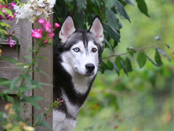 Produktbild: CALVENDO Puzzle Siberian Husky 1000 Teile Lege-Gr&ouml;&szlig;e 64 x 48 cm Foto-Puzzle Bild von Barbara Mielewczyk