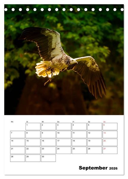 Produktbild: Raub- und Greifv&ouml;gel im Flug (Tischkalender 2026 DIN A5 hoch), CALVENDO Monatskalender