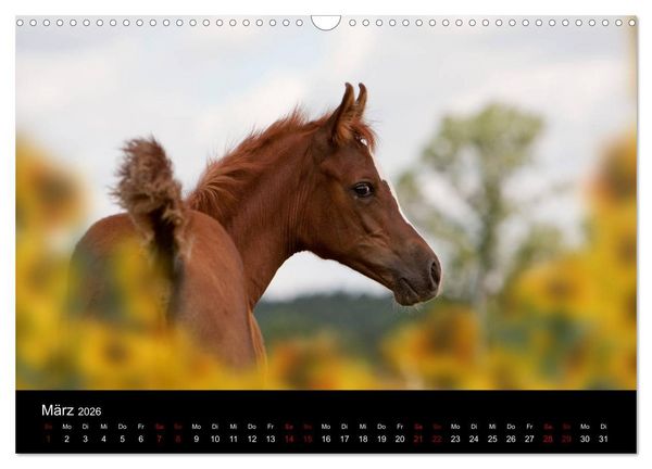 Produktbild: Vollblutaraber - Sch&ouml;nheit und Adel (Wandkalender 2026 DIN A3 quer), CALVENDO Monatskalender