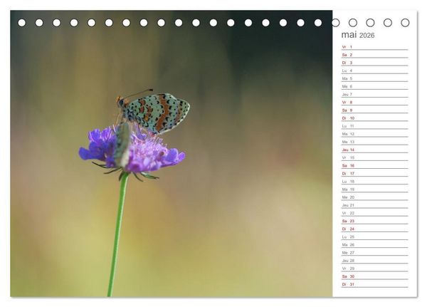 Produktbild: Dans le jardin des papillons (Calendrier de bureau 2026 DIN A5 vertical), CALVENDO calendrier mensuel