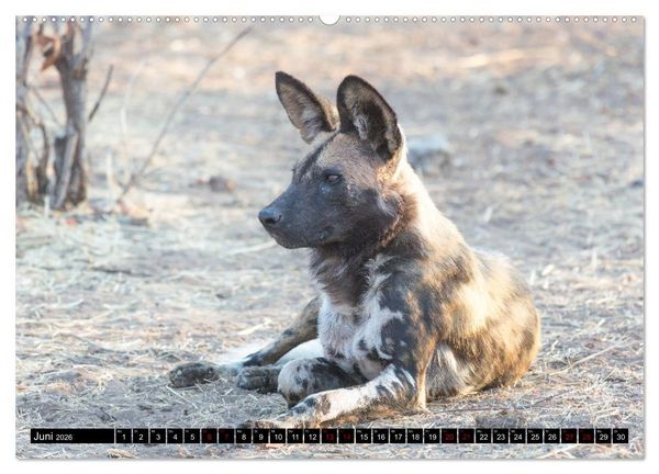 Produktbild: Faszination Simbabwe (Wandkalender 2026 DIN A2 quer), CALVENDO Monatskalender