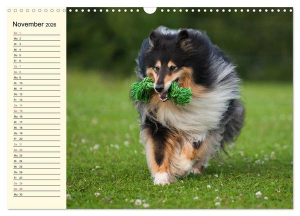 Produktbild: Collie - Mein bester Freund (Wandkalender 2026 DIN A3 quer), CALVENDO Monatskalender