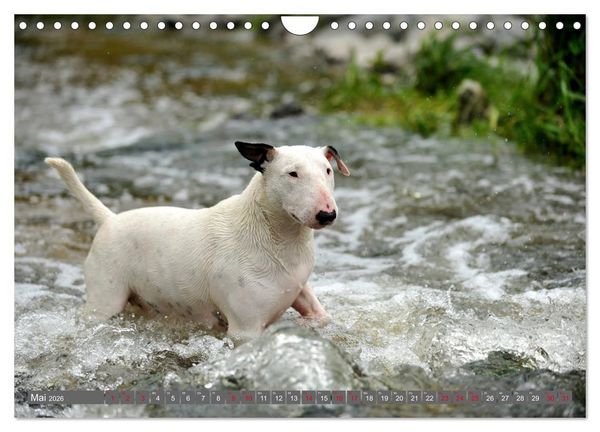Produktbild: Bullterrier, Powerpakete auf 4 Pfoten (Wandkalender 2026 DIN A4 quer), CALVENDO Monatskalender