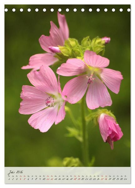 Produktbild: Florale Meisterwerke der Natur (Tischkalender 2026 DIN A5 hoch), CALVENDO Monatskalender