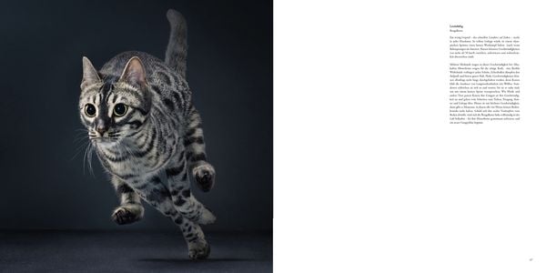 Produktbild: Katzen