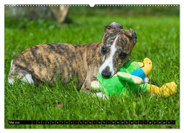 Produktbild: Schnell wie der Wind - Whippet (Wandkalender 2026 DIN A2 quer), CALVENDO Monatskalender
