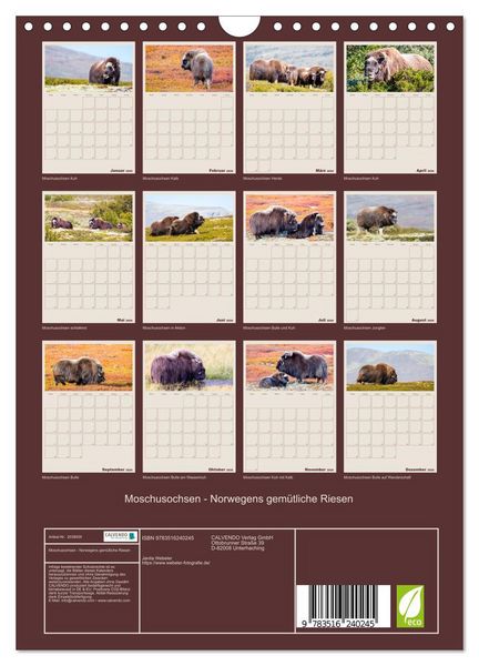 Produktbild: Moschusochsen - Norwegens gem&uuml;tliche Riesen (Wandkalender 2026 DIN A4 hoch), CALVENDO Monatskalender