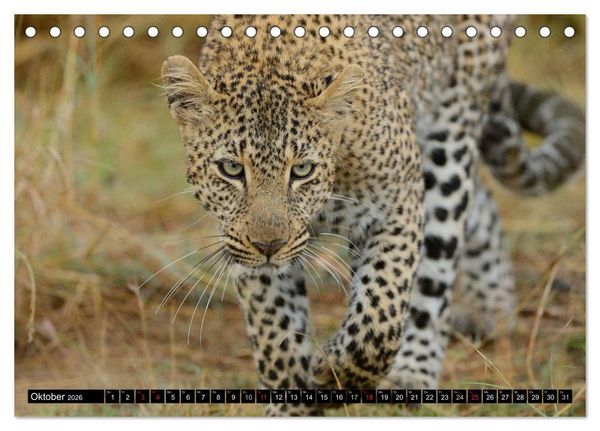 Produktbild: Faszination Afrika: Der Leopard (Tischkalender 2026 DIN A5 quer), CALVENDO Monatskalender